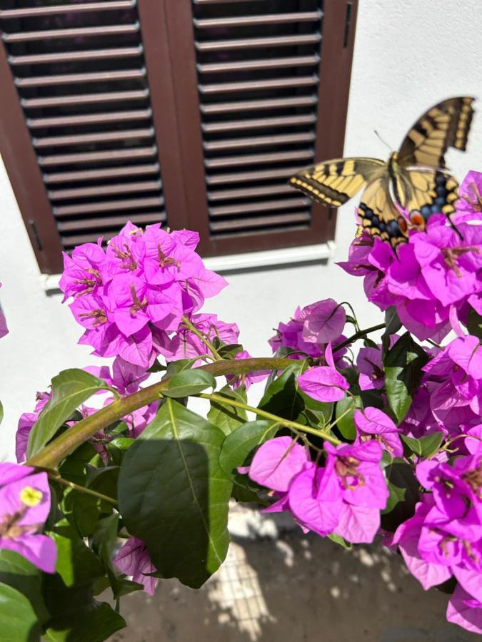 Garden Dina With Free Parking * Split